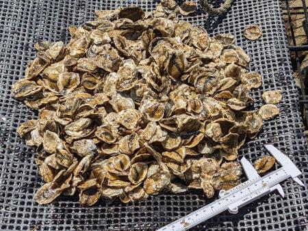 Image of Oysters